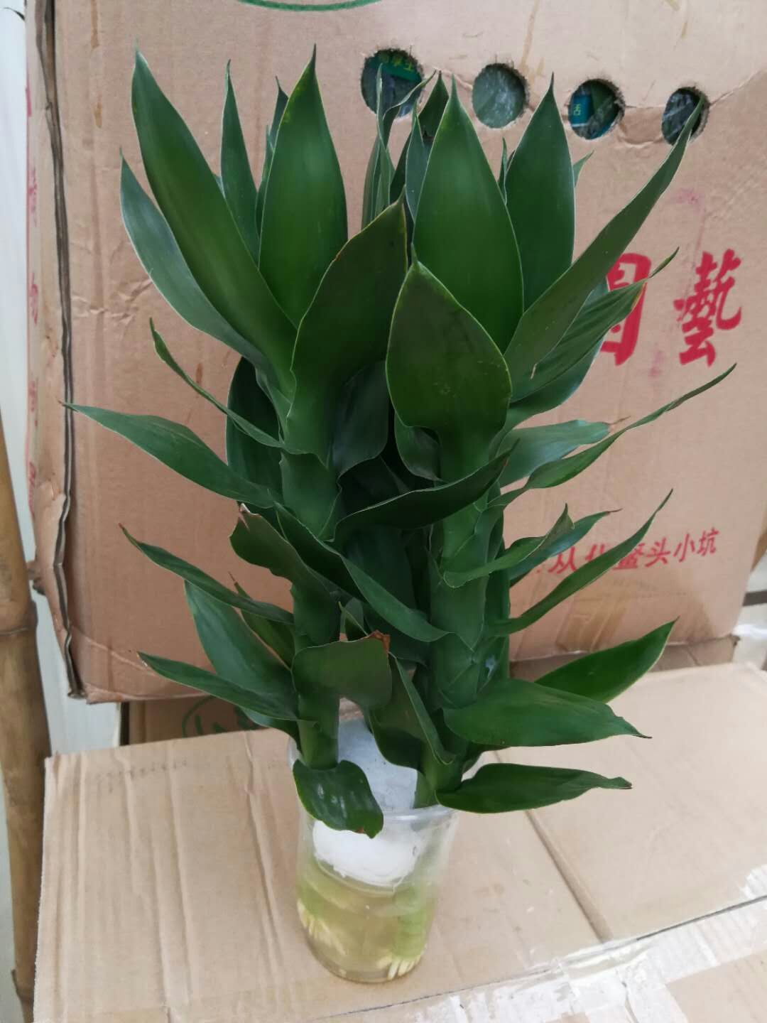观音竹(观音竹放在家里哪个位置比较好)